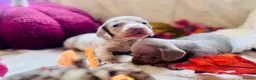 Miniature Dachshund dogs for sale: Beautiful Miniature Dachshund Puppies  - Advert 1