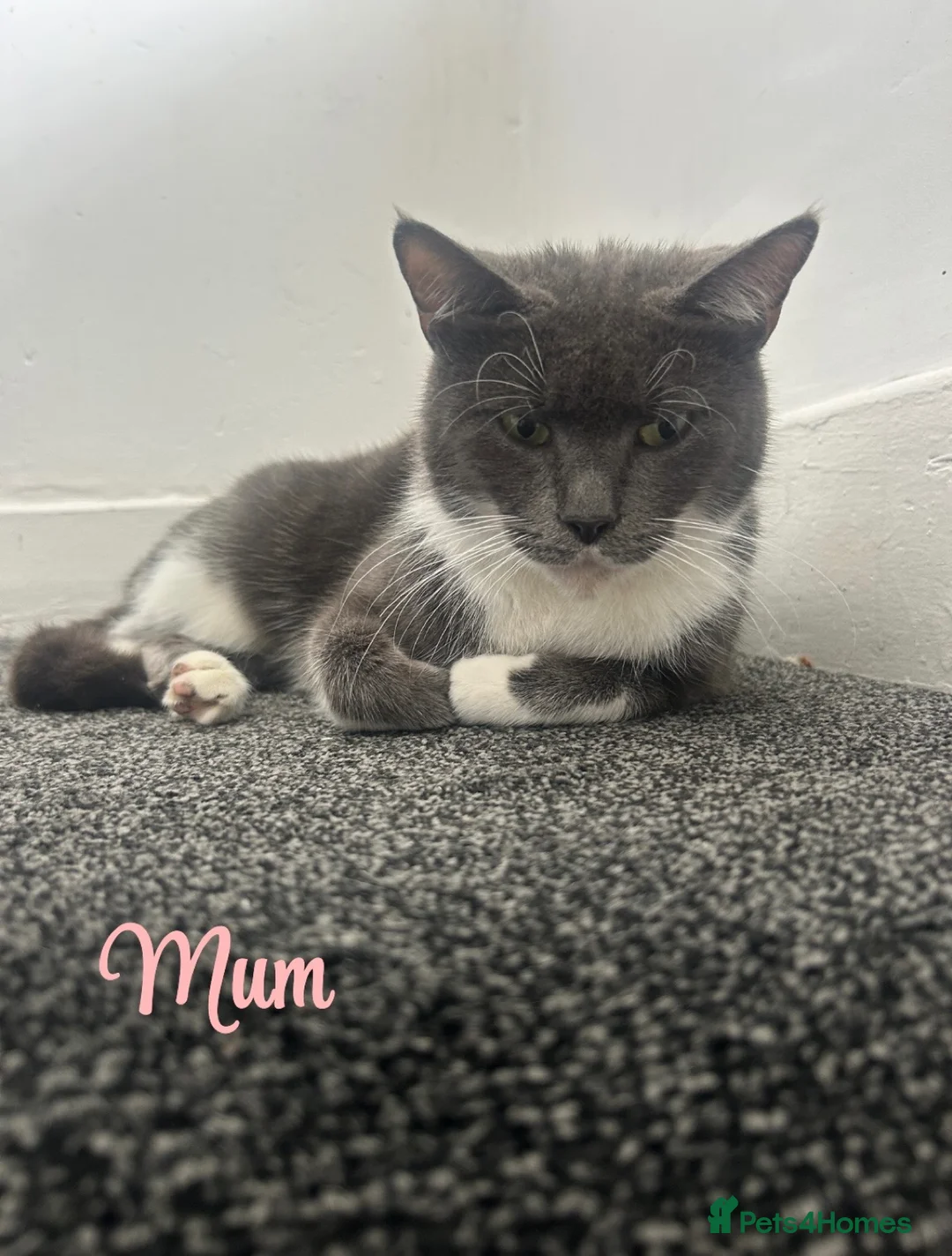 Mixed Breed cats for sale: Maincoon/tabby kittens 🐈‍⬛❤️ - Advert 20