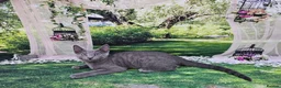 Russian Blue cats for sale: GCCF Registered Russian Blue Kittens - Advert 38