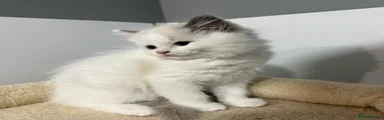 Ragdoll 2