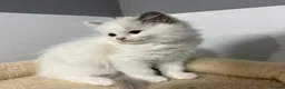 Ragdoll cats for sale: Beautiful RagDoll Kittens  - Advert 4