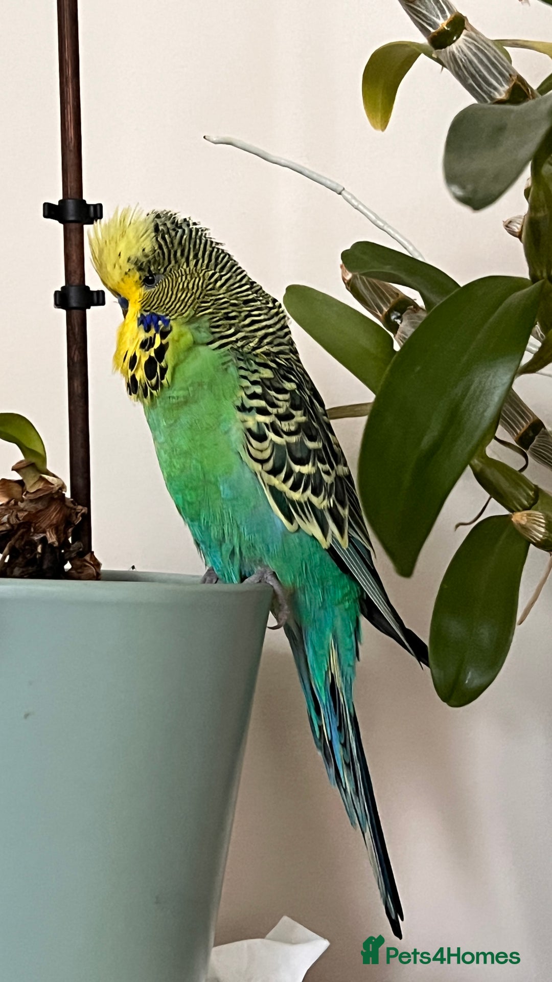 Budgerigars birds for sale: Male Exhibition budgie for sale - Advert 2