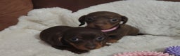Miniature Dachshund dogs for sale: Miniature Dachshund Puppies Ready for Home - Advert 8