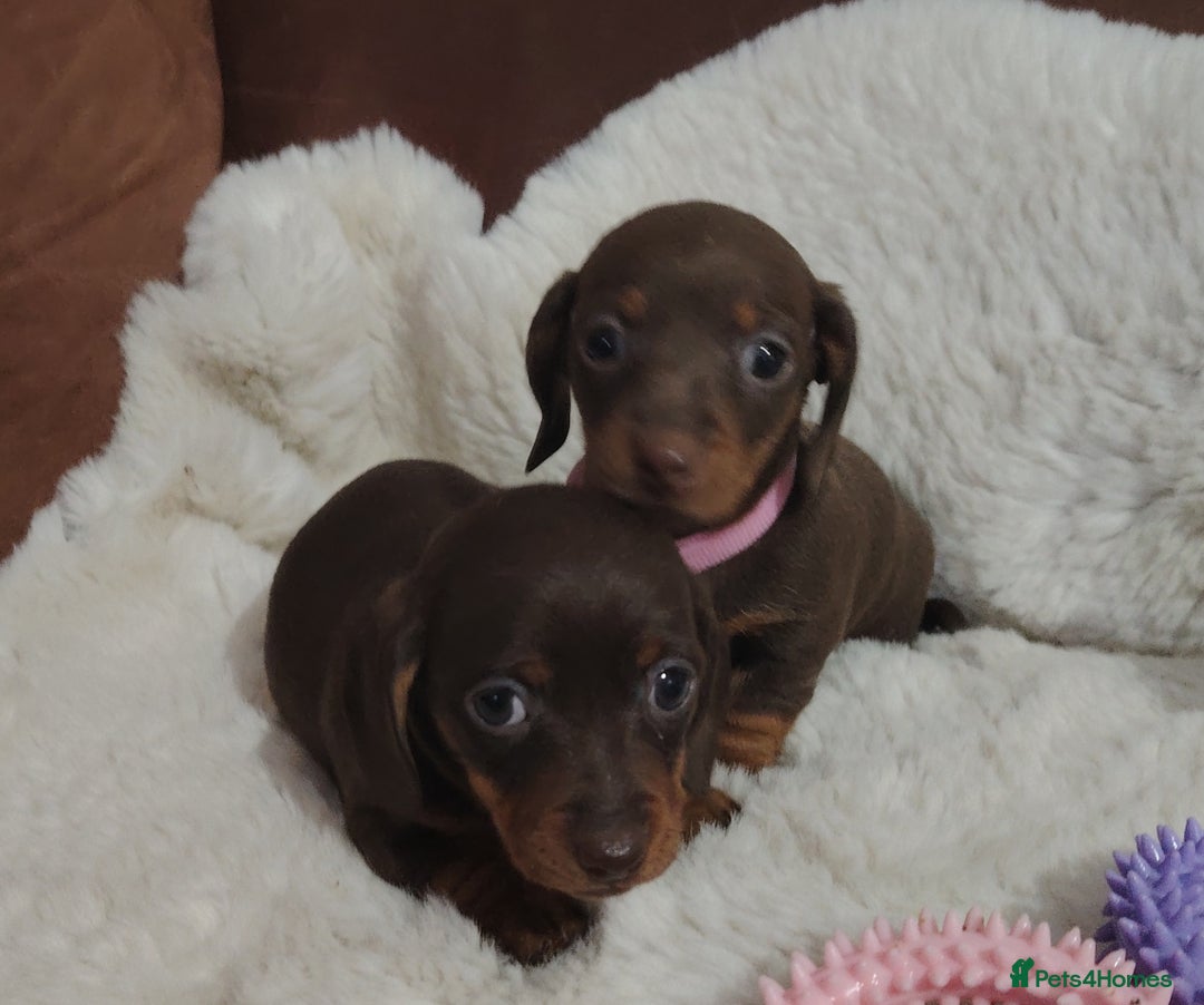 Miniature Dachshund dogs for sale: Miniature Dachshund Puppies Ready for Home - Advert 8