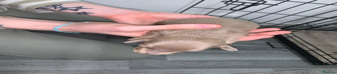 Miniature Dachshund Puppy 1