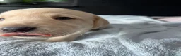 Labrador Retriever dogs for sale: LAST BEAUTIFUL GIRL ready 11 July! Excellent Labs - Advert 27
