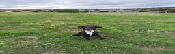 Mixed Breed dogs for sale: FREE Belgium Malinois x Britney spaniel in Tiverton - Advert 2