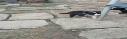 Border Collie dogs for sale: Isds registered border collie pups  - Advert 9