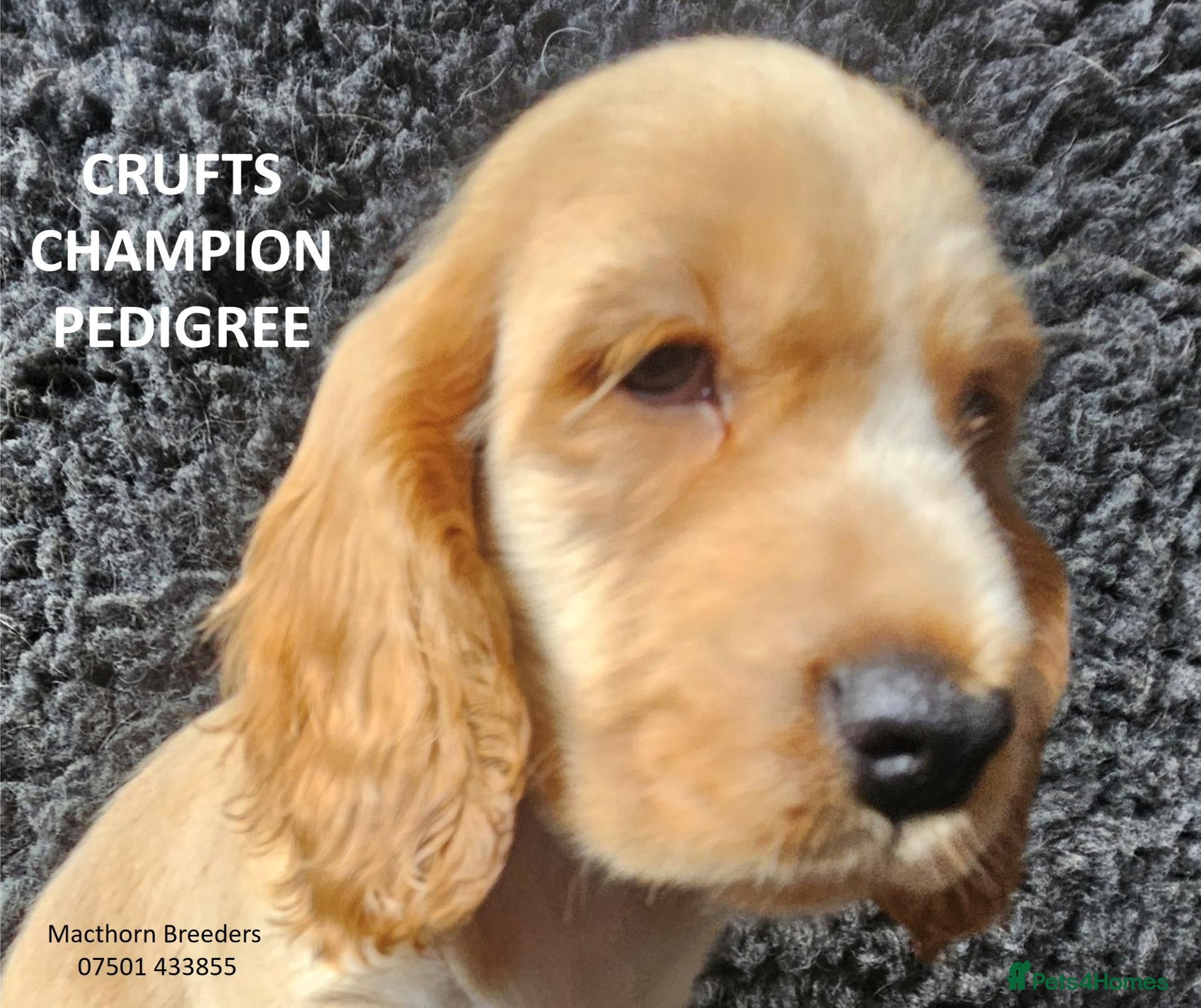 Cocker Spaniel dogs KC Reg, Vet Checked Show Cockers - Advert 6