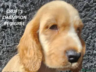 Cocker Spaniel dogs KC Reg, Vet Checked Show Cockers - Advert 6