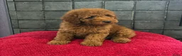 Miniature Poodle dogs for sale: Stunning Fox Red Minature Poodle Pups  - Advert 7