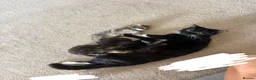 Mixed Breed cats for sale: 4 Gorgeous kittens for sale in Bacup - Advert 1