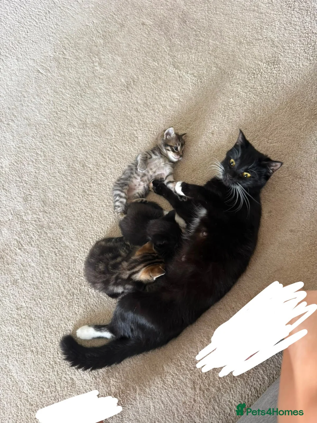 Mixed Breed cats for sale: 4 Gorgeous kittens for sale in Bacup - Advert 1