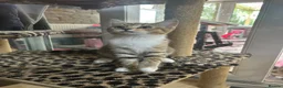 Mixed Breed cats for sale: Ariel & Coral 🧡💛 2 girls ready to leave  - Advert 5