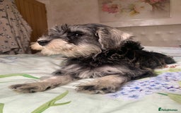 Miniature Schnauzer dogs for sale: *Ready Now* KC Miniature Schnauzers Fully Vacs - Image 6