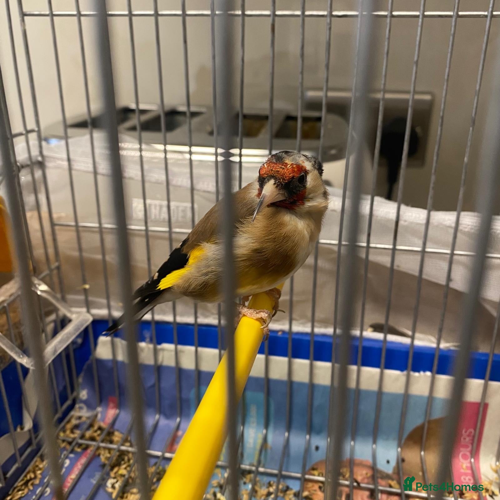 Finches birds Female European Goldfinch Captive Bred & Ringed - Advert 14