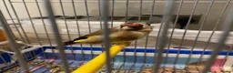 Finches birds for sale: Female European Goldfinch Captive Bred & Ringed - Advert 1