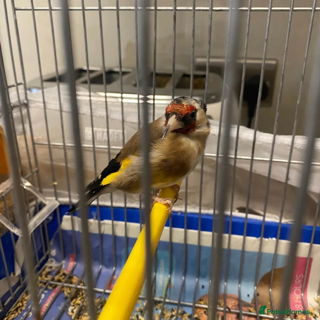 Finches birds for sale: Female European Goldfinch Captive Bred & Ringed - Advert 1