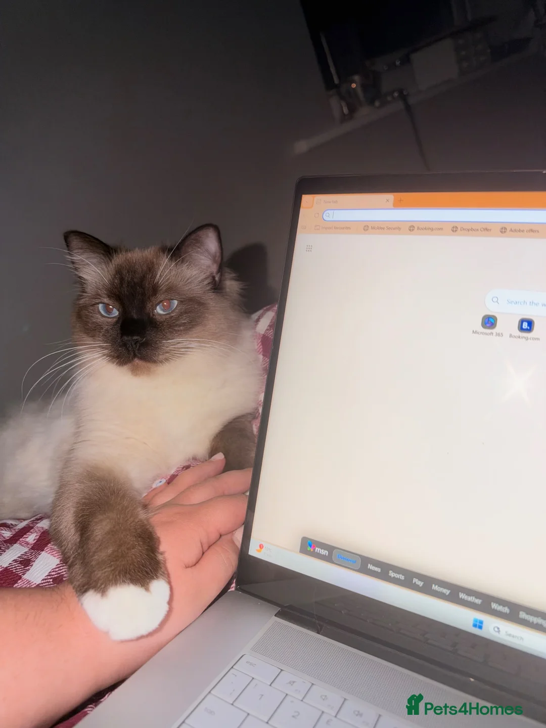 Ragdoll cats for sale: Looking for the most loving forever home for Axel  - Advert 7