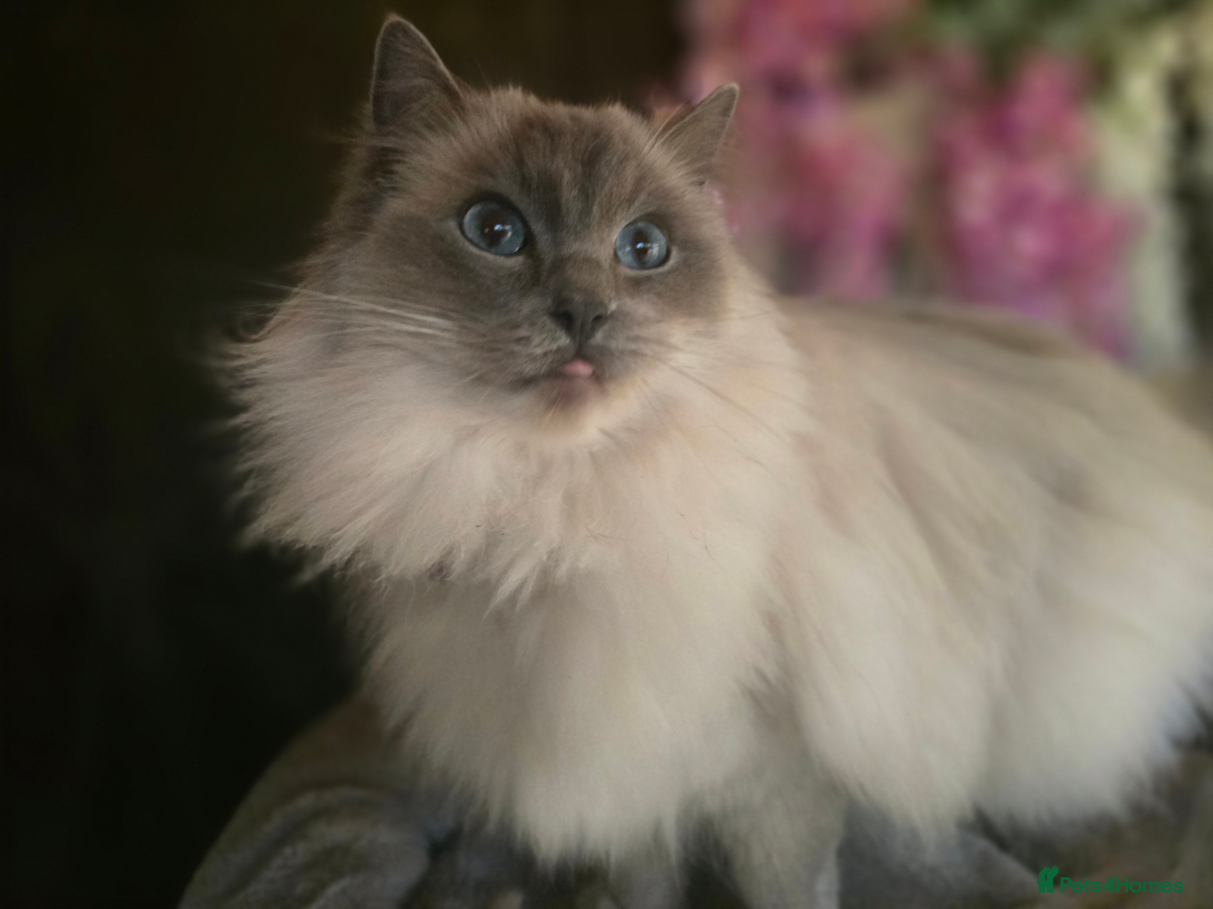 Ragdoll cats Ragdoll - Advert 3