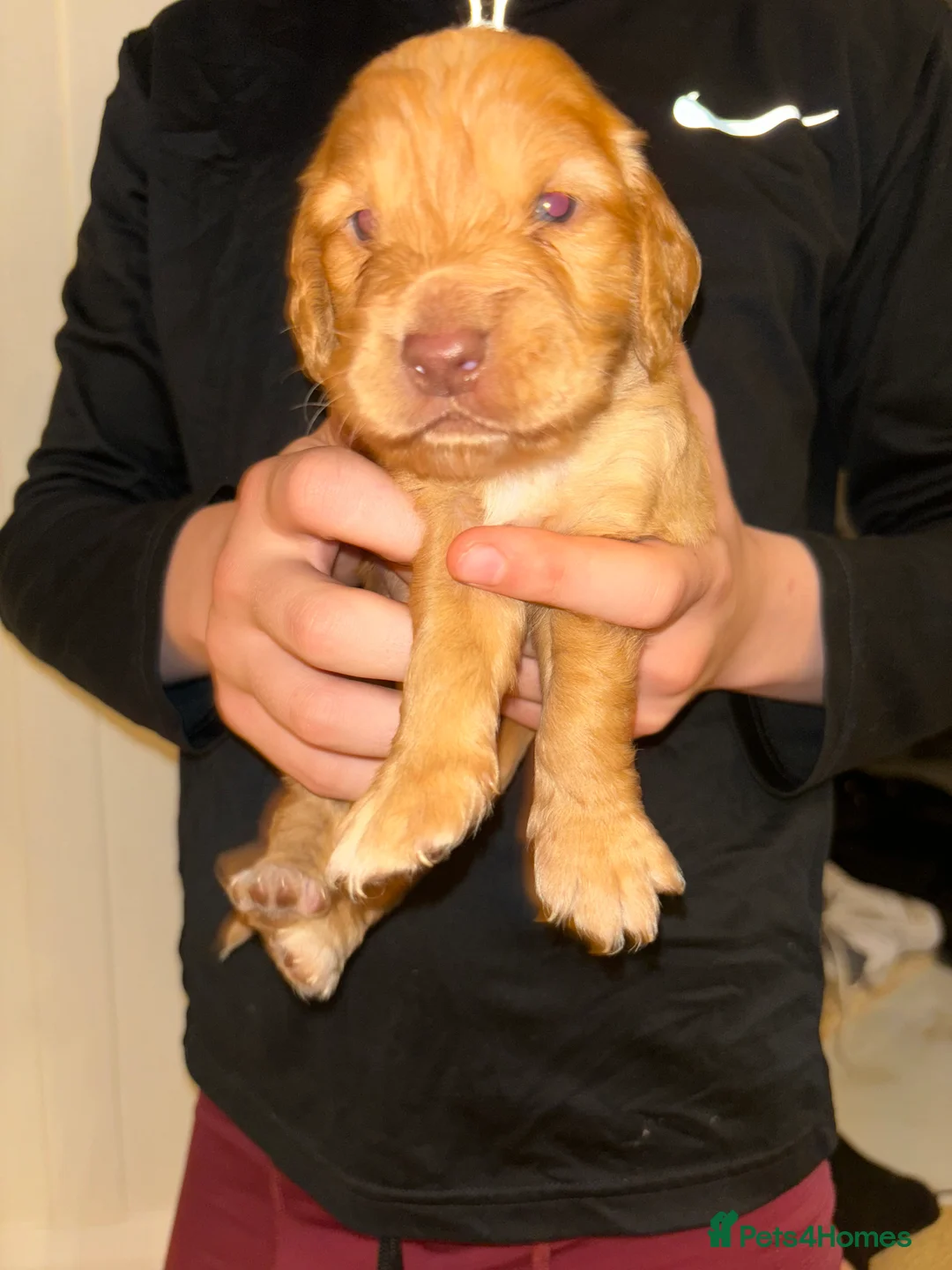 Cocker Spaniel dogs for sale: Working type cocker spaniel puppys - Advert 21