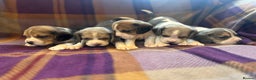 Beagle dogs for sale: KC Reg Beagle pups - Advert 2