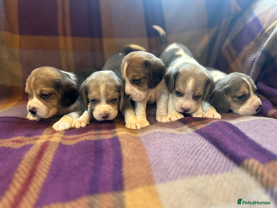 Beagle dogs for sale: KC Reg Beagle pups - Advert 2