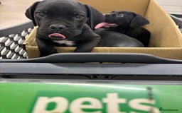 Cane Corso dogs for sale:  Reg - UKBKC Cane Corsos loyal family guardians  - Image 3