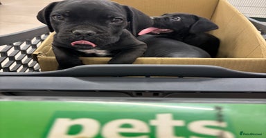 Cane Corso dogs - Advert 15