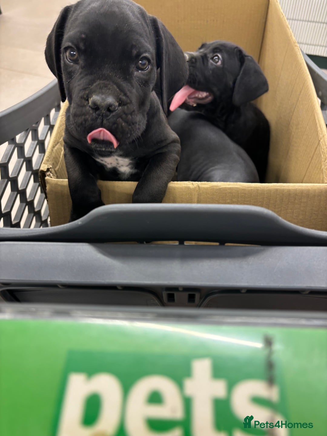 Cane Corso dogs for sale:  Reg - UKBKC Cane Corsos loyal family guardians  - Image 3