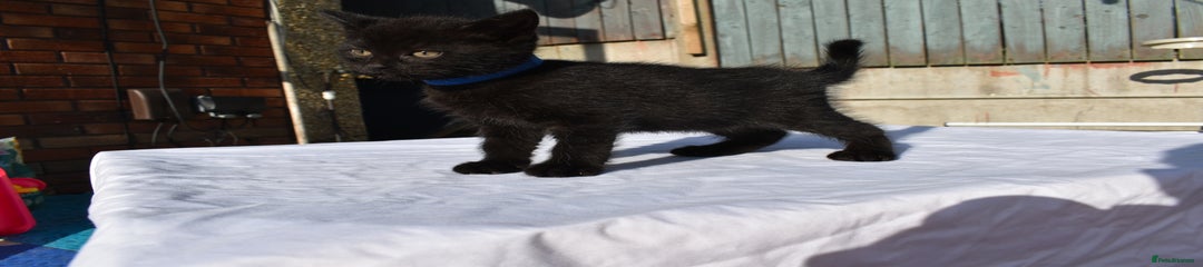 Smoky Tabby Female - Blue