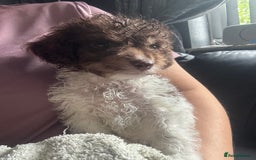 Cockapoo dogs for sale: 2 male cockapoo puppies  - Image 10