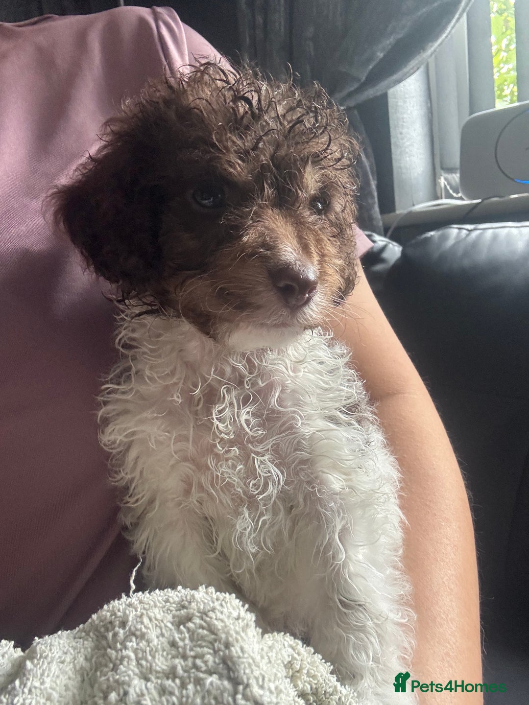 Cockapoo dogs for sale: 2 male cockapoo puppies  - Image 10