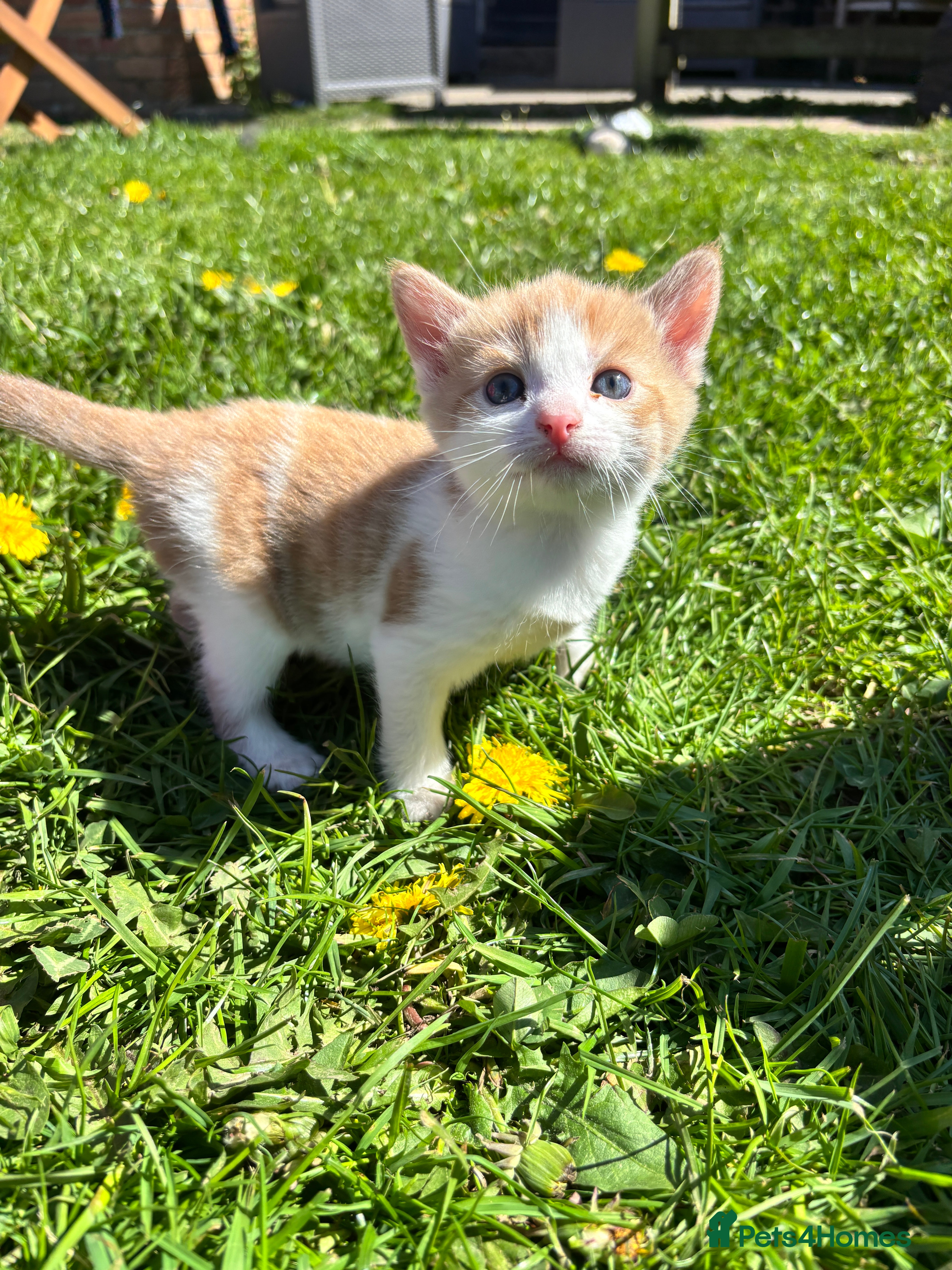 British Shorthair cats 1 boy and 1 girl kitten for sale  - Advert 3