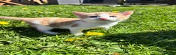 British Shorthair cats for sale: 1 boy and 1 girl kitten for sale  in Oswestry - Advert 1