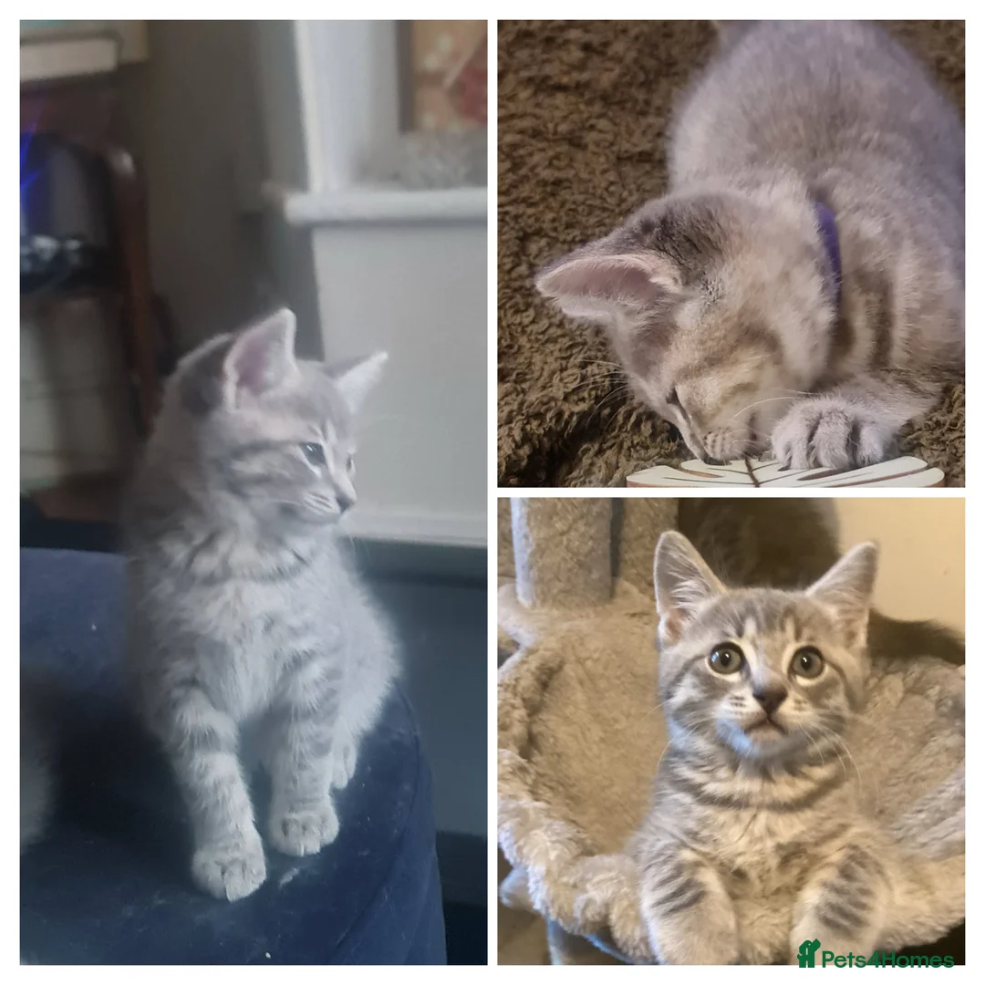 Mixed Breed cats for sale: Ragdoll x British shorthair  - Advert 13