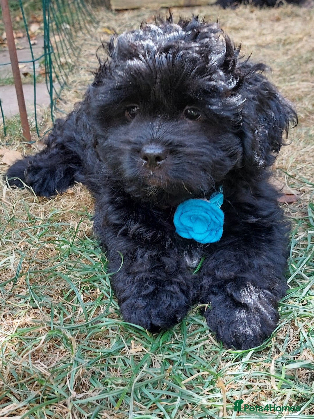 Mixed Breed dogs for sale: Poodle-Pekingese (peekapoo) pups - Image 6
