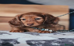 Miniature Dachshund dogs for sale: RED Russian Pedigree Miniature Dachshunds - Image 3