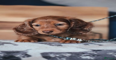Miniature Dachshund dogs - Advert 2