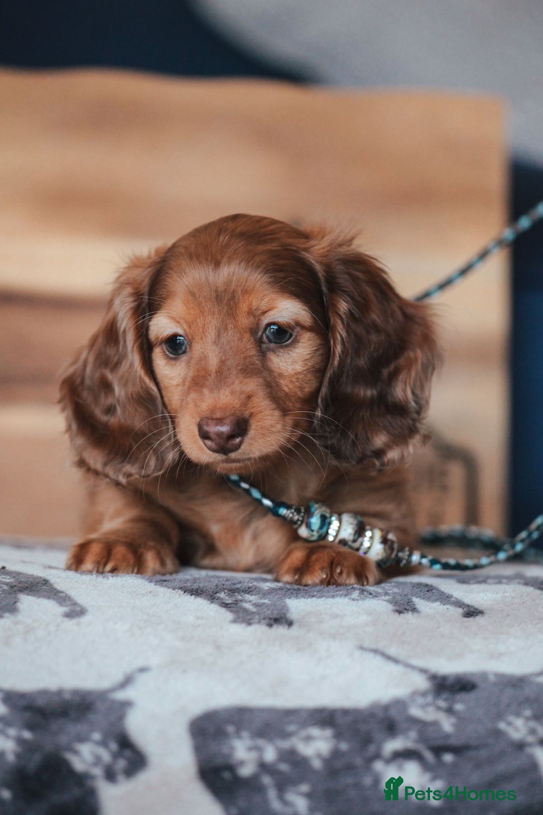 Miniature Dachshund dogs for sale: RED Russian Pedigree Miniature Dachshunds - Image 3