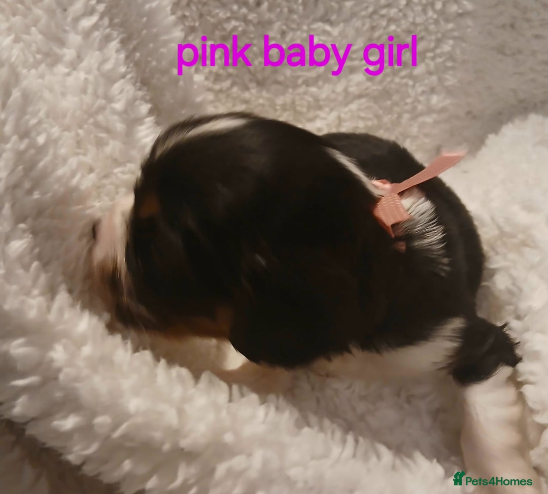 Cavalier King Charles Spaniel dogs for sale: Health tested Cavalier King Charles  - Image 5