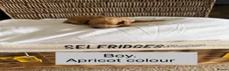 Cockapoo dogs for sale: Cockapoo pups for sale in Pontypool - Advert 7