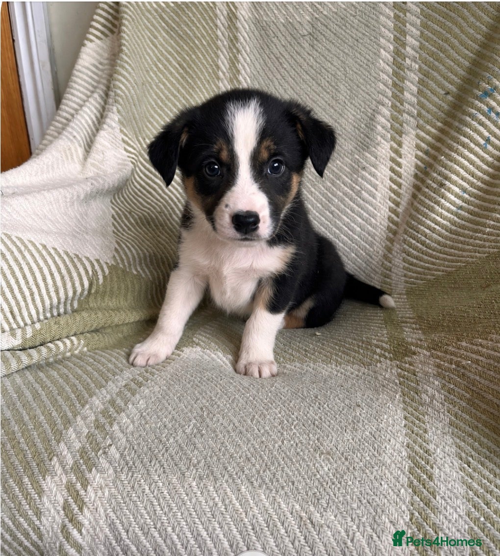 Border Collie dogs KC/ISDS Registered Beautiful Border Collie Pups - Advert 1