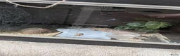 Corn Snake reptiles for sale: Two Corn snakes and enclosures for sale in Glasgow - Advert 5
