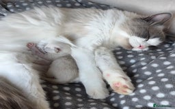 Ragdoll cats for sale: Championship 5 Generation Pedigree GCCF Ragdolls - Image 3