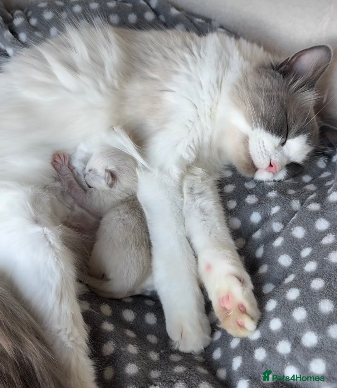 Ragdoll cats for sale: Championship 5 Generation Pedigree GCCF Ragdolls - Image 3