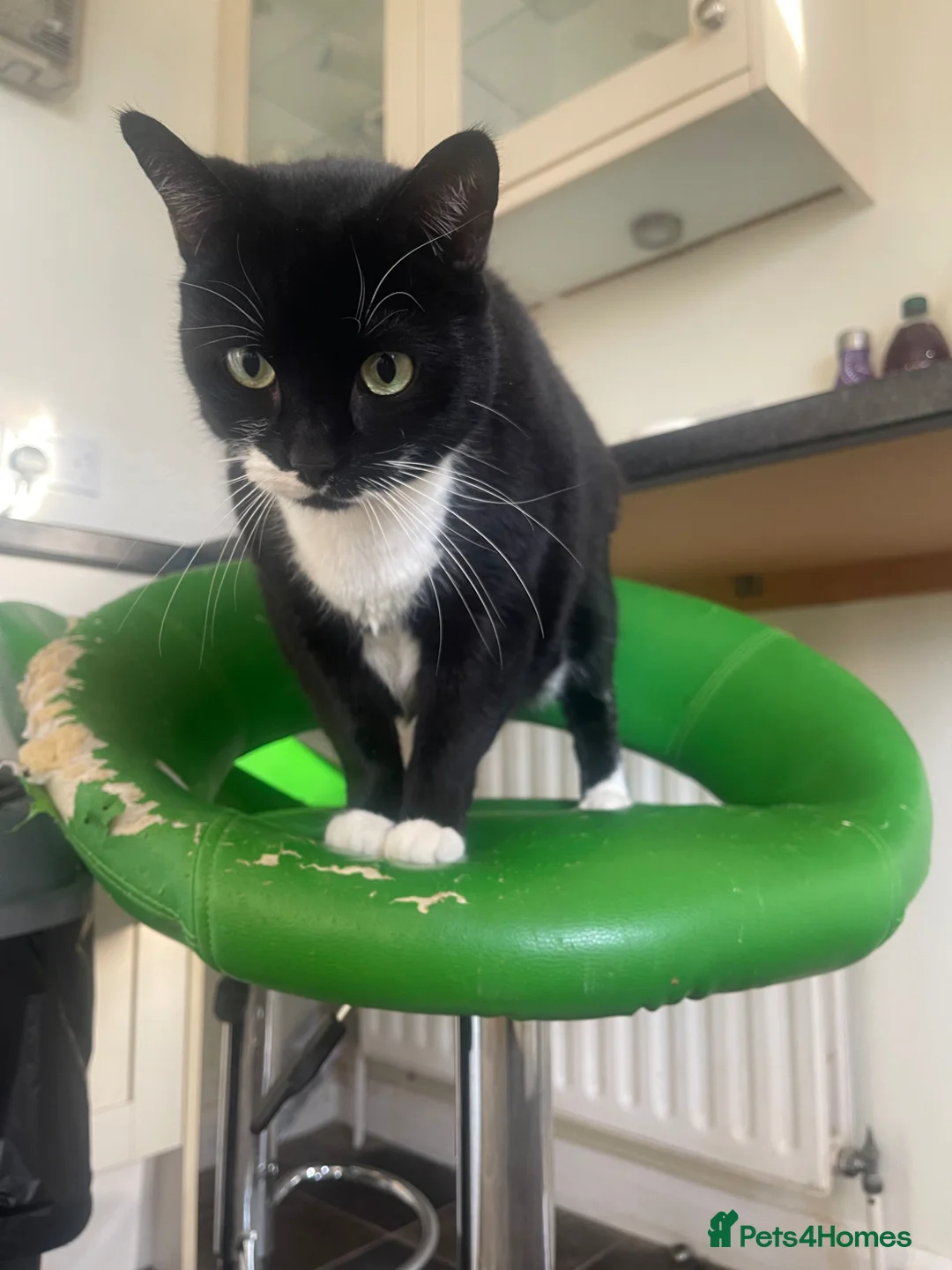 Mixed Breed cats for sale: Pair of black & white “Tuxedo” sisters  in Swaffham - Advert 2