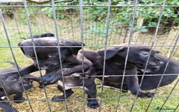 Labrador Retriever dogs for sale: Labrador puppies  - Image 3