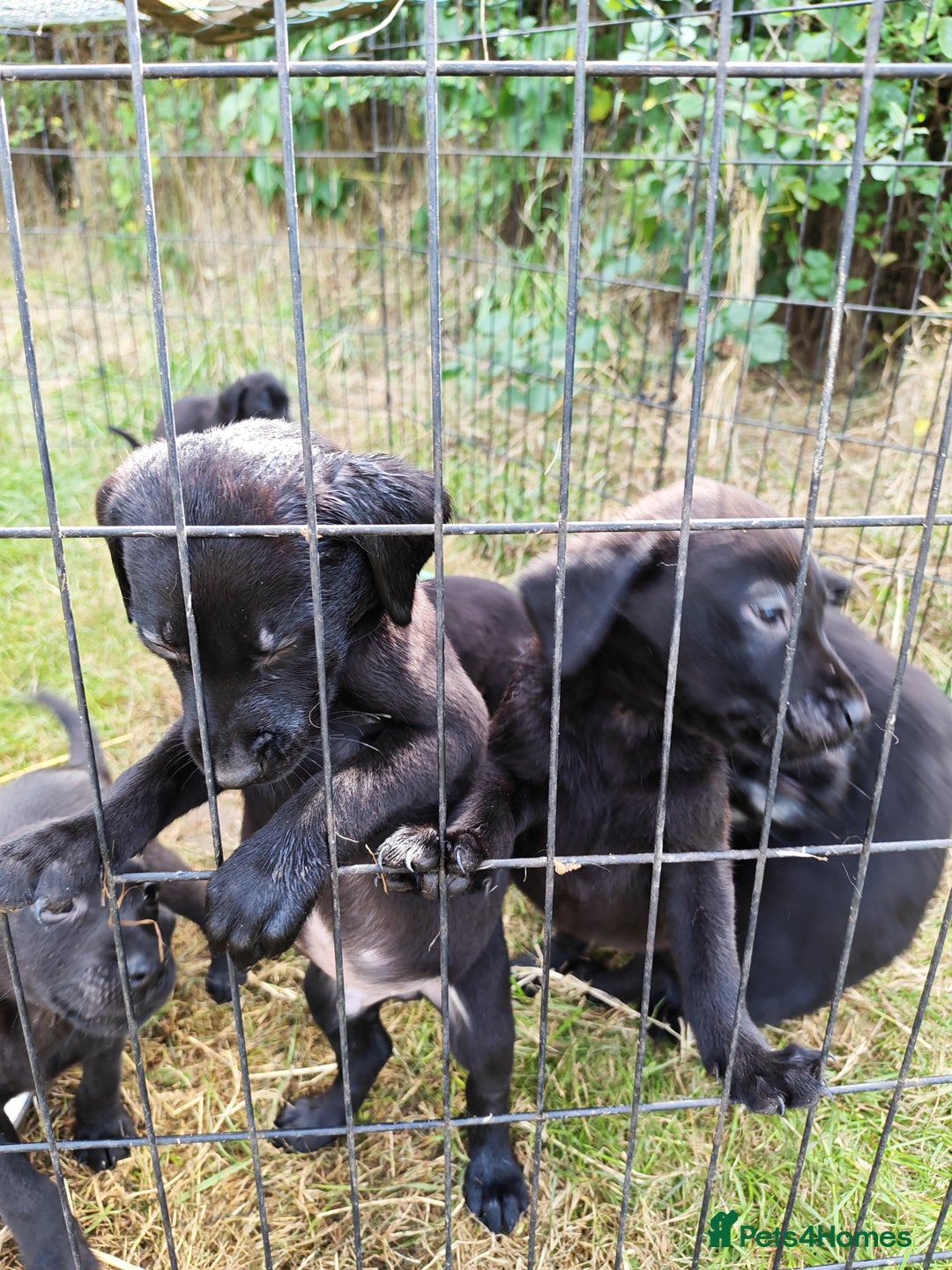 Labrador Retriever dogs for sale: Labrador puppies  - Image 3