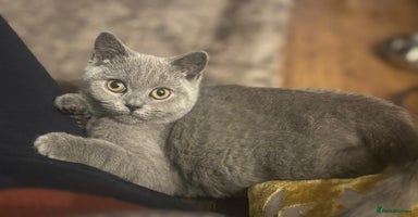 British Shorthair cats - Advert 7